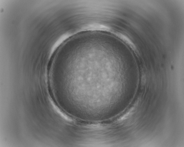 X0000066540990200603171236