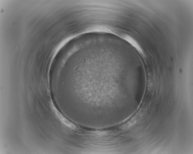 X0000066540996200603171236