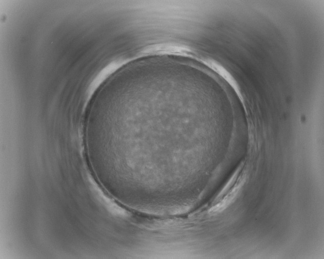 X0000066540997200603171236