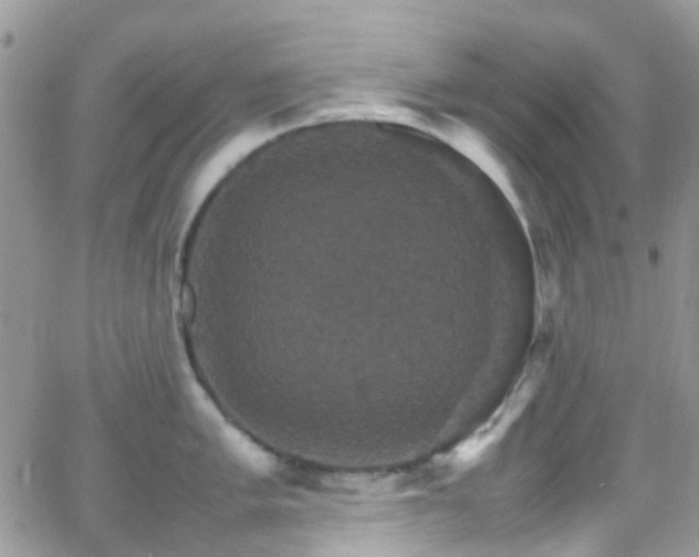 X0000066541005200603171236