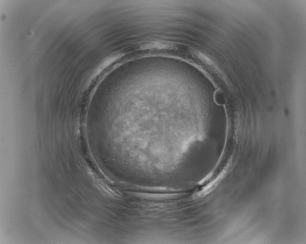 X0000066541017200603171235