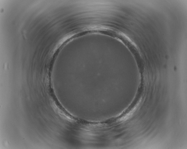 X0000066541025200603171235