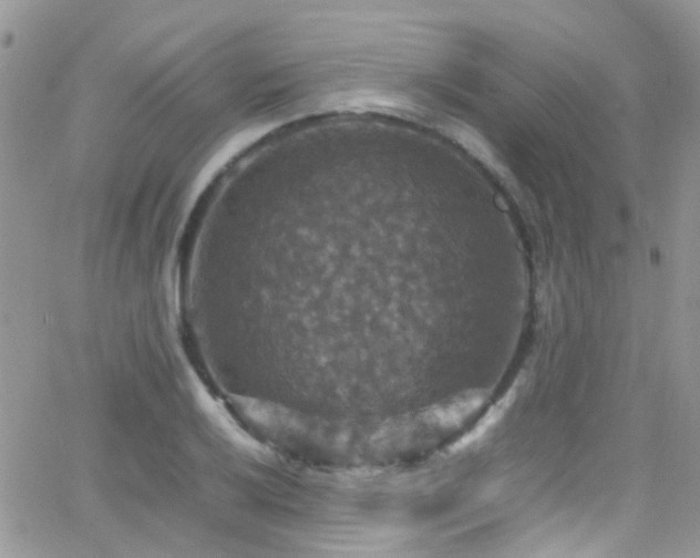 X0000066541032200603171235