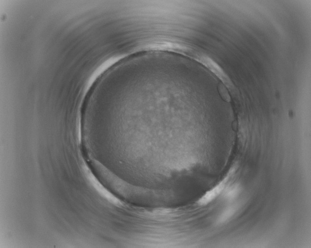 X0000066541036200603171235