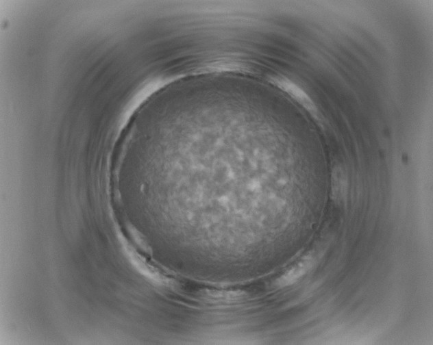 X0000066541039200603171236