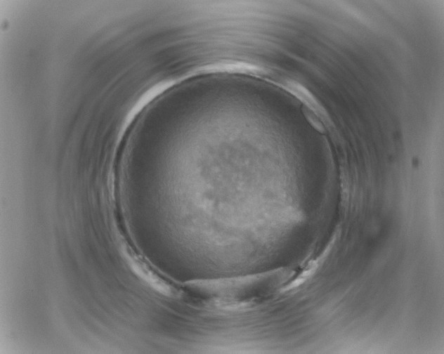 X0000066541044200603171236