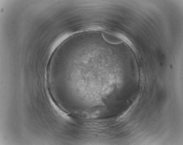 X0000066541047200603171236