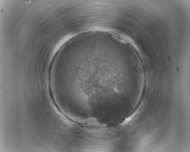 X0000066541048200603171236