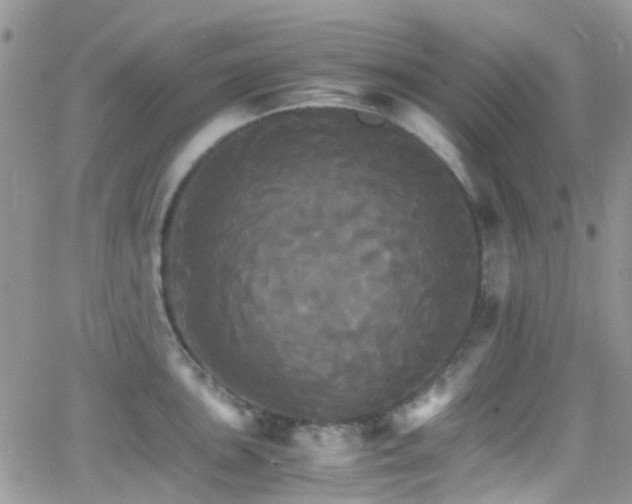 X0000066541051200603171236