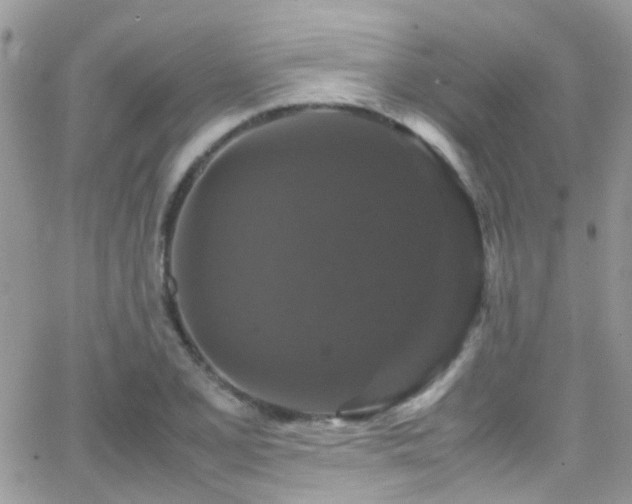 X0000066541077200603171235