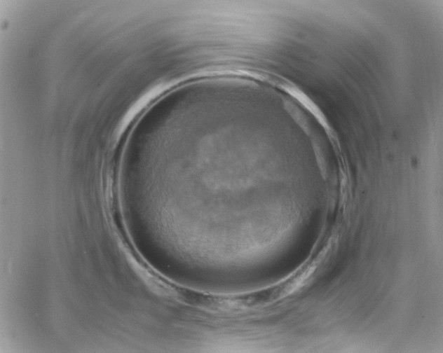 X0000066541101200603171234