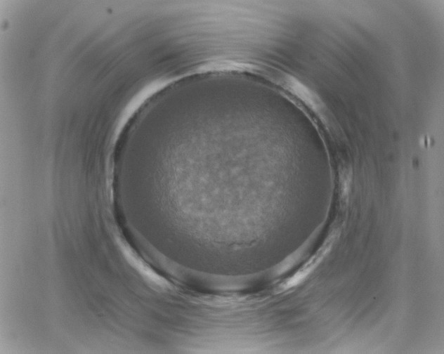 X0000066541124200603171234