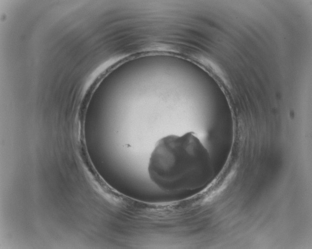 X0000066541125200603171234