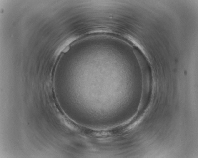 X0000066541129200603171234