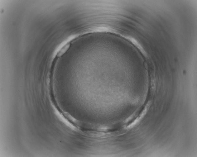 X0000066541134200603171234