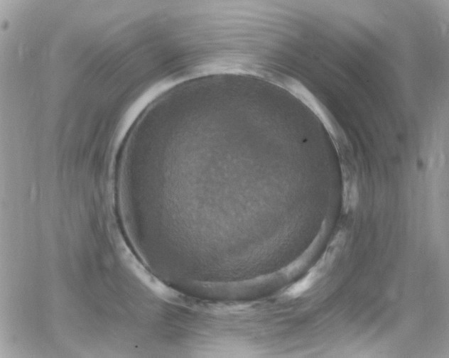 X0000066541148200603171234