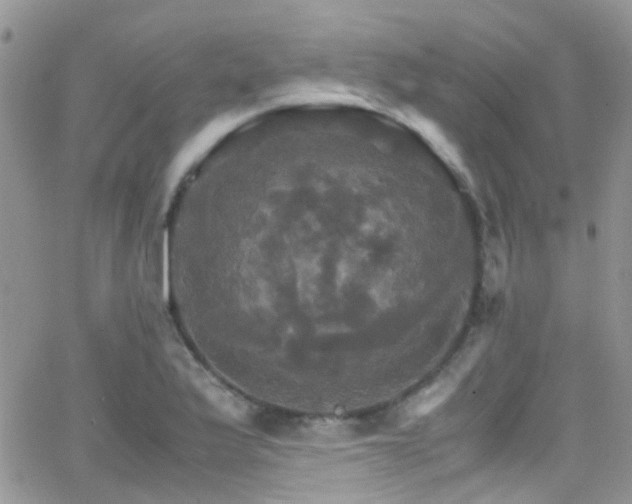 X0000066541175200603171233