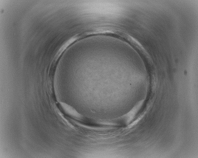 X0000066541177200603171233