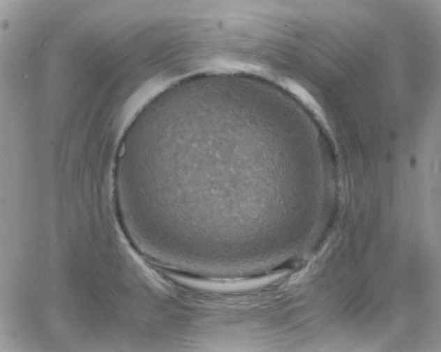 X0000066541183200603171233