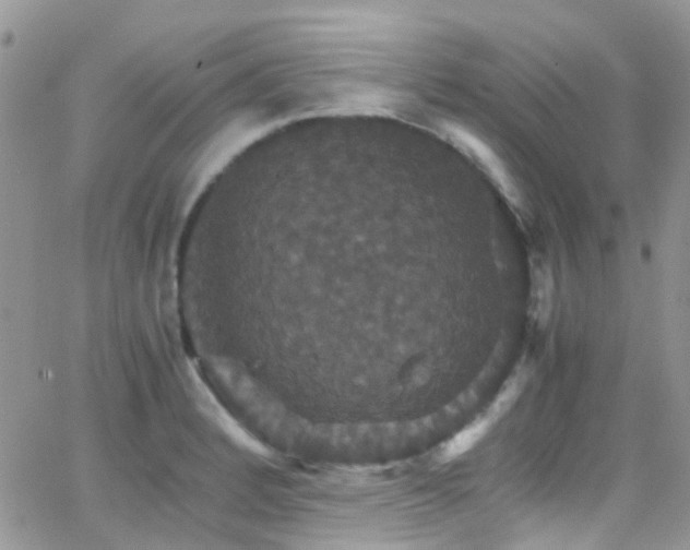 X0000066541184200603171233