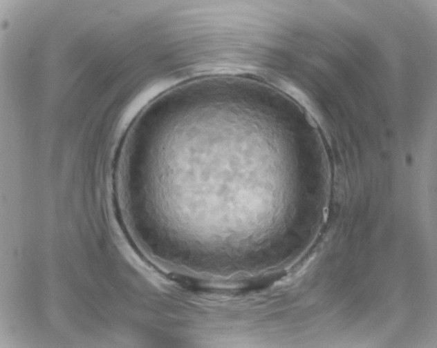 X0000066541187200603171233