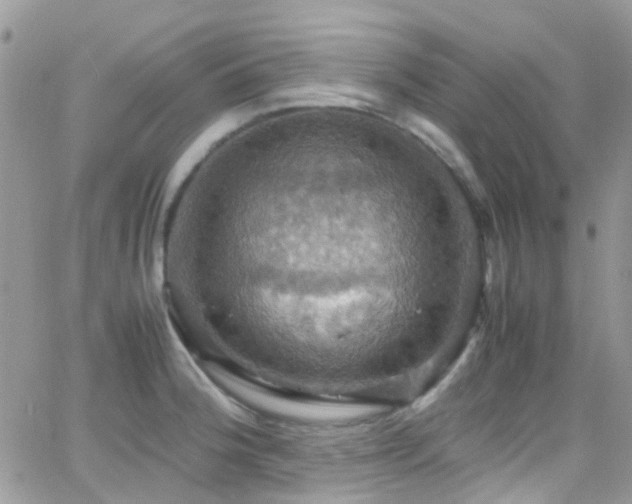 X0000066541188200603171233