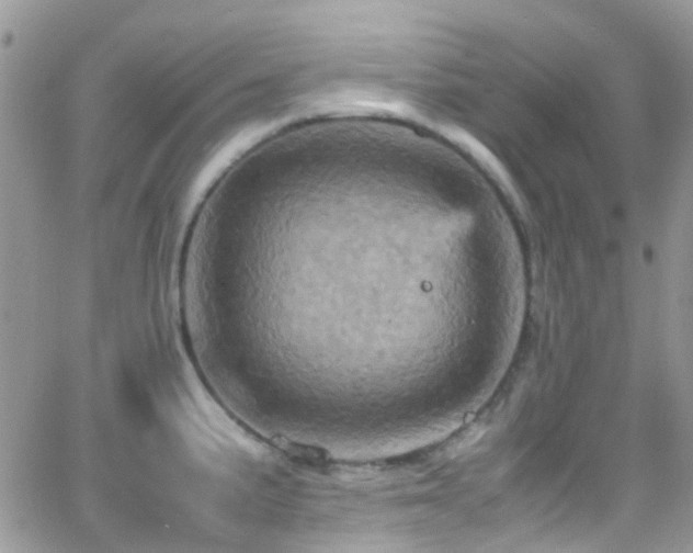 X0000066541191200603171233