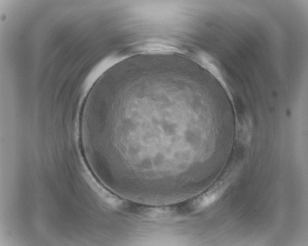 X0000066541195200603171233