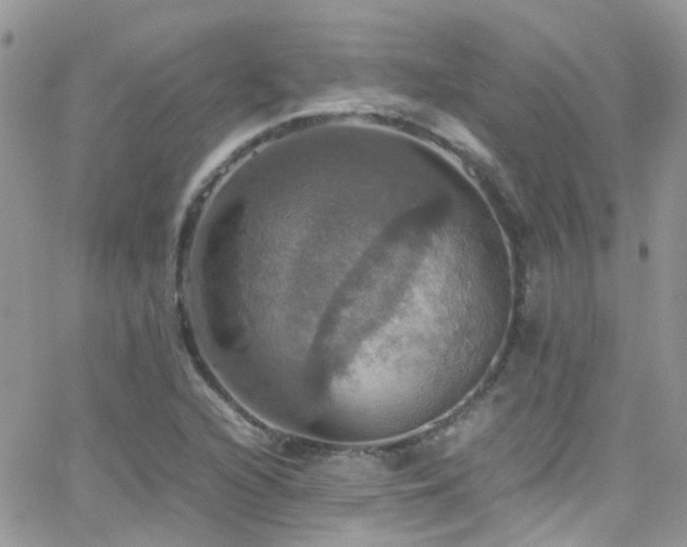 X0000066541216200603171232