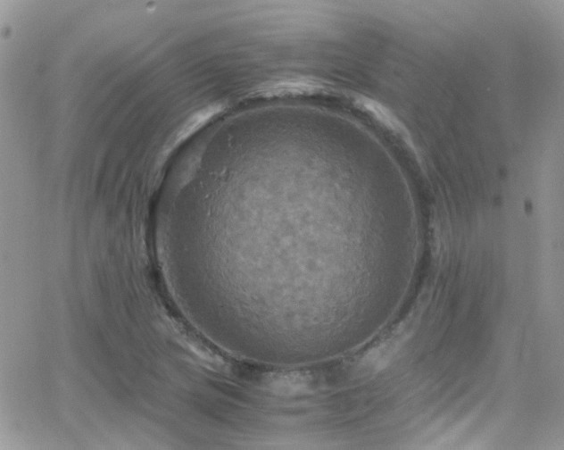 X0000066541217200603171232