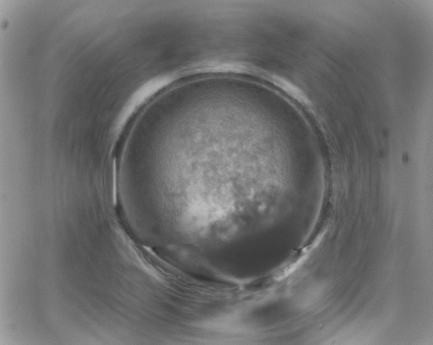 X0000066541223200603171232