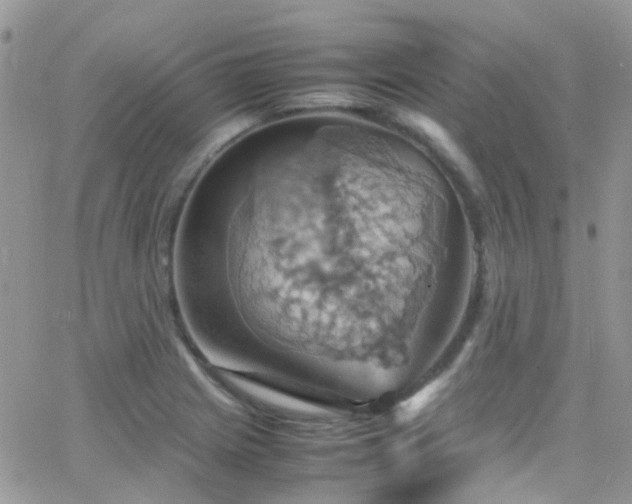 X0000066541225200603171232