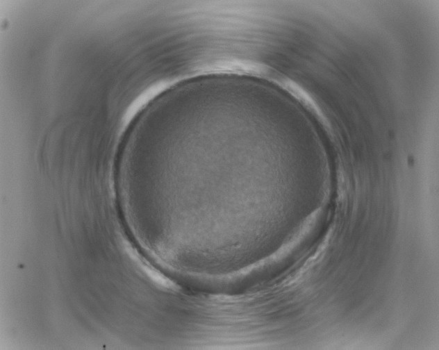 X0000066541230200603171232