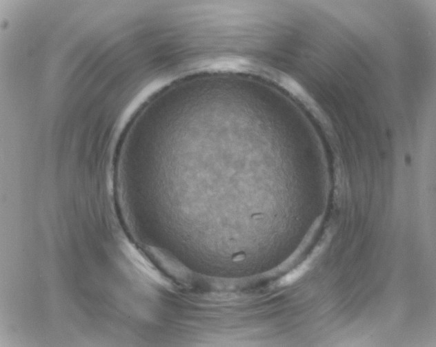 X0000066541232200603171232