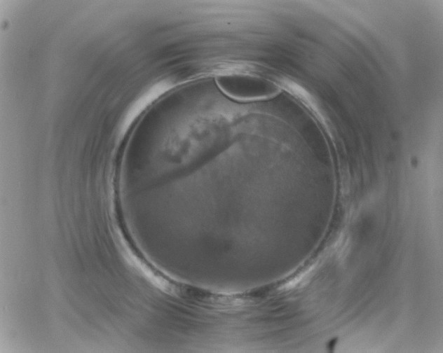 X0000066541235200603171232