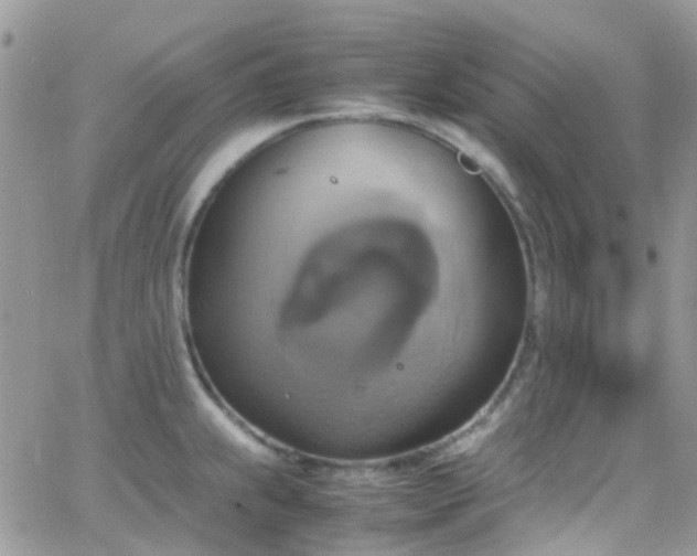 X0000066541239200603171233