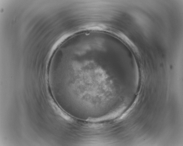 X0000066541240200603171233