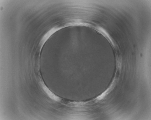 X0000066541244200603171233