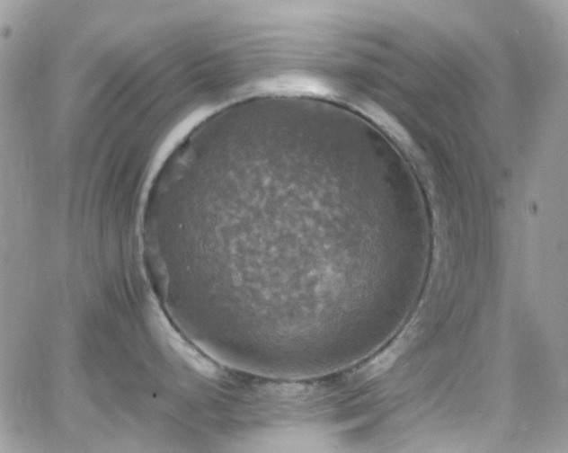 X0000066541248200603171233