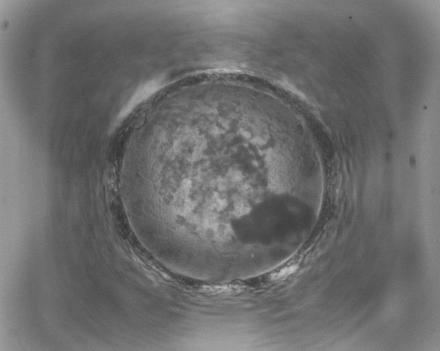 X0000066541255200603171232