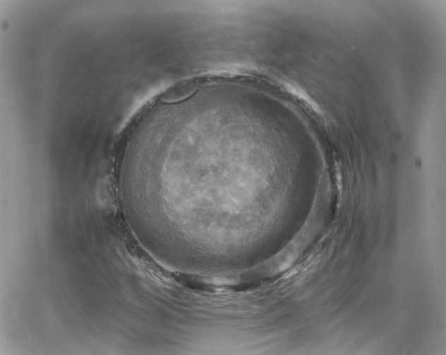 X0000066541256200603171232