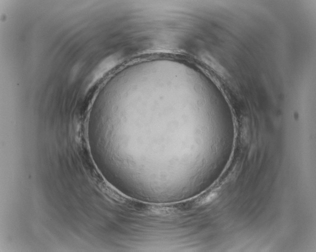 X0000066541258200603171232