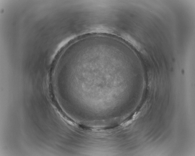 X0000066541264200603171232