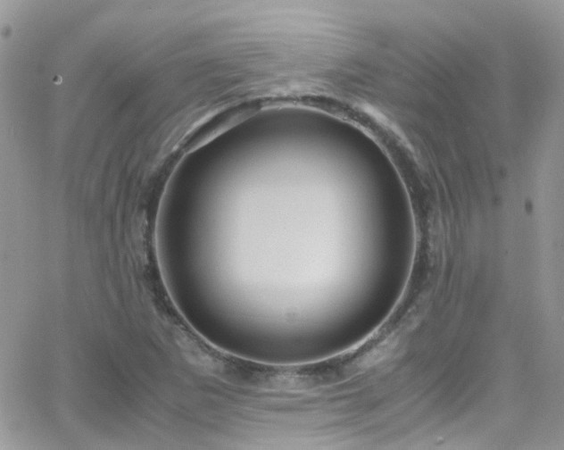 X0000066541265200603171232