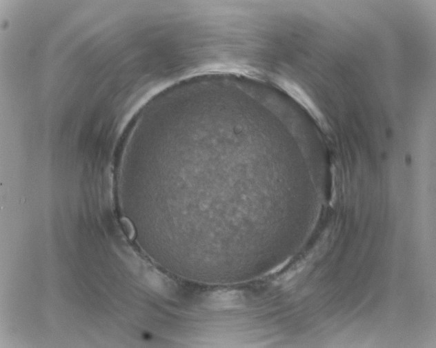 X0000066541268200603171232