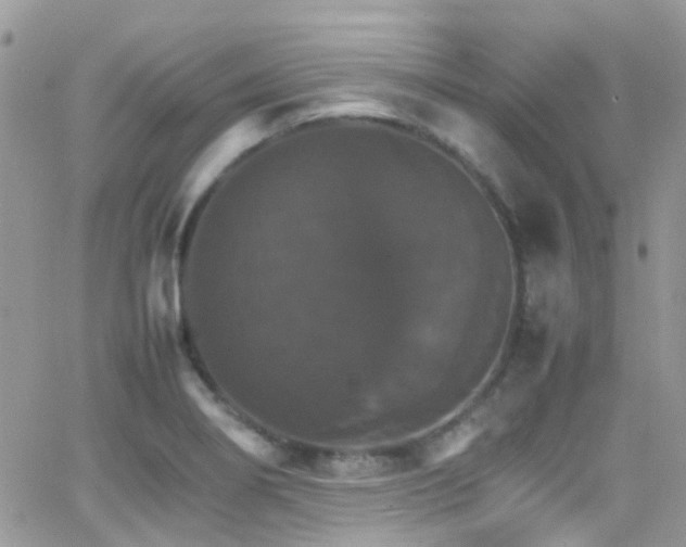 X0000066541274200603171231