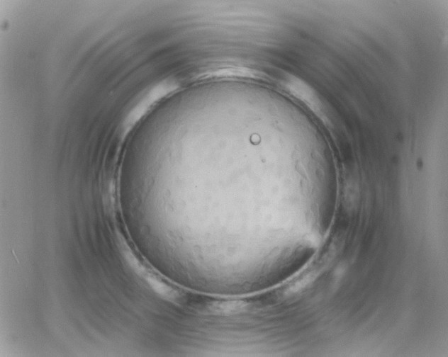 X0000066541282200603171231