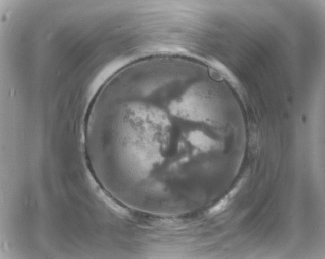 X0000066541287200603171231