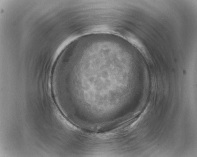 X0000066541288200603171231