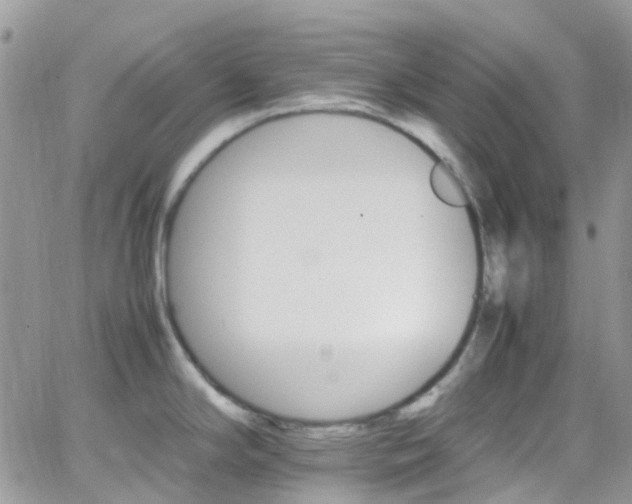 X0000066541294200603171231